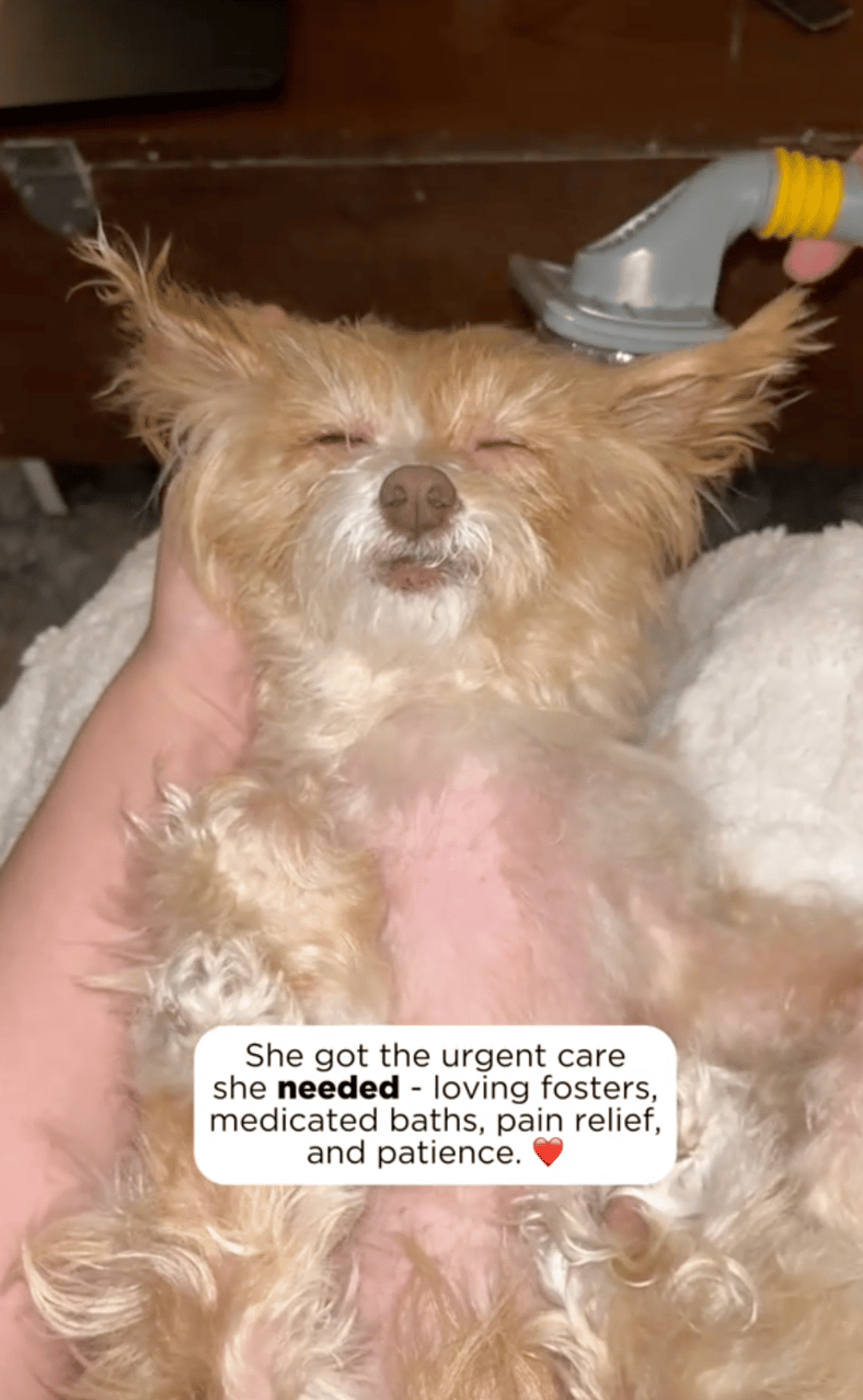 Tiny Senior Dog Was Nearly Euthanized Because She Couldn’t Move—But Rescuers Discovered Was Heartbreaking